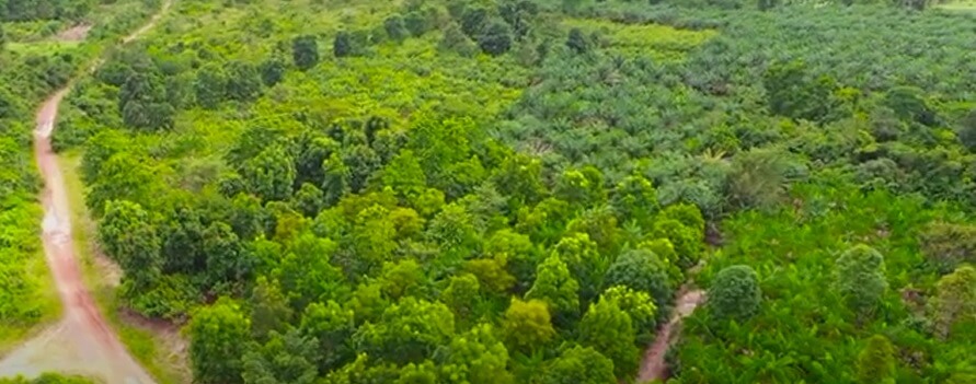 Em 2019, o cacau produzido em Tomé-Açu, recebeu o primeiro registro de indicação geográfica no Brasil.